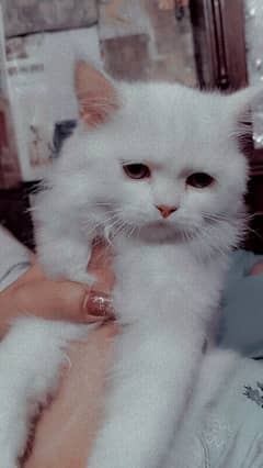 cute little 4 month cat