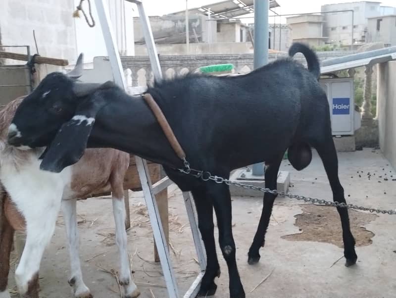 Desi bakra 5