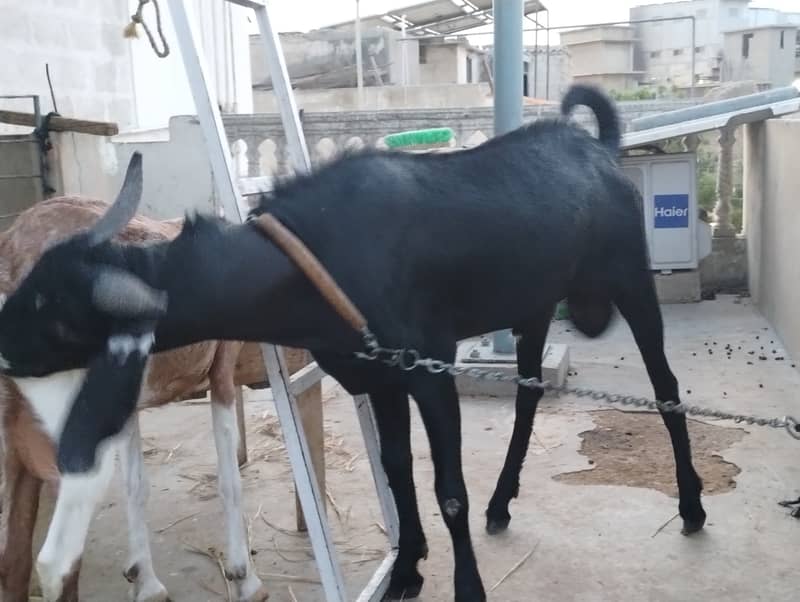 Desi bakra 6
