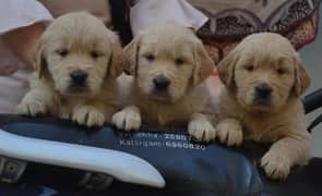 American golden retriever pedigree imported puppies available