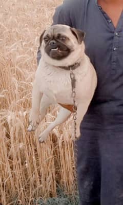 pug