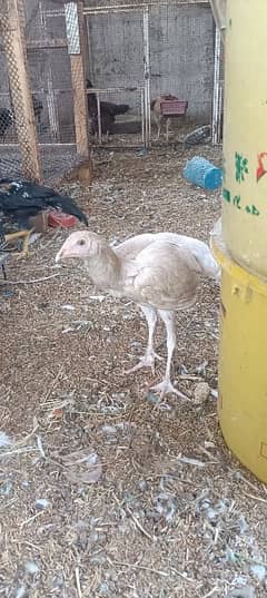 Aseel mix chick's