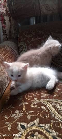 persian kittens