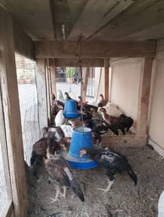Aseel Java, Yokohama, Golden Buff and Misri Hens Chicks