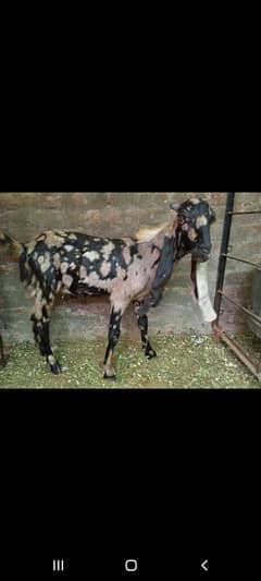 cheap price | Male bakra | goat for Sale female