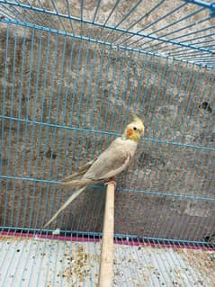 common