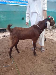 2 dant bakra