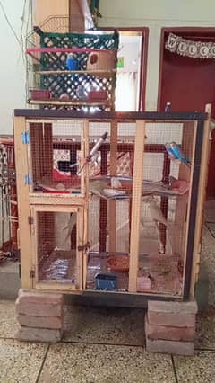 Australian Parrots Home Breed For Sale or Exchange Possible
