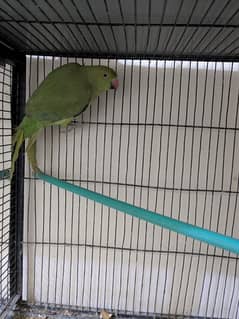 ringneck adult female