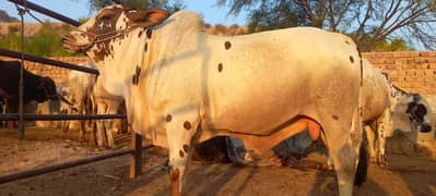 Qurbani
