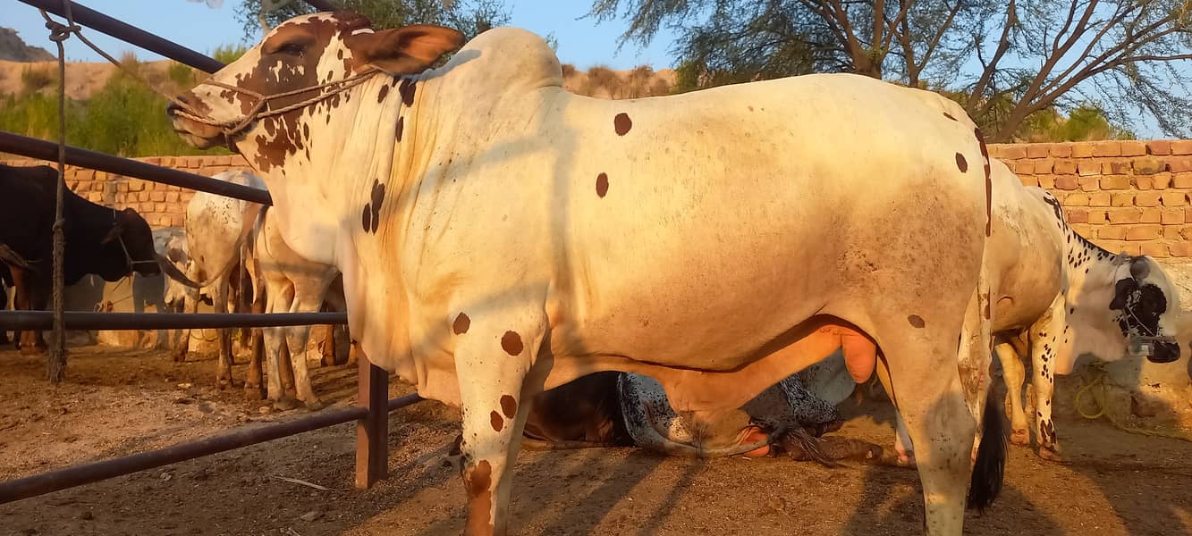 Qurbani janwar on farm/mandi se km rate / bulk quantity available 0