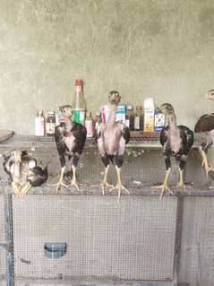 Aseel chicks