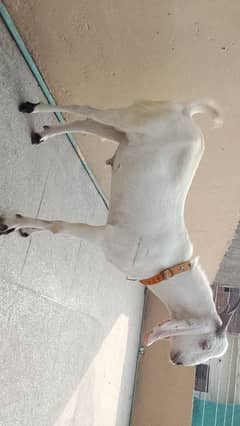 desi bakra
