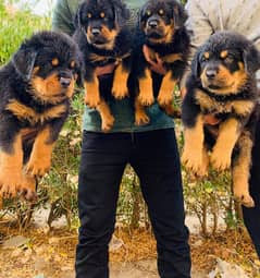 German Rottweiler impoterd pedigree parents puppy's available