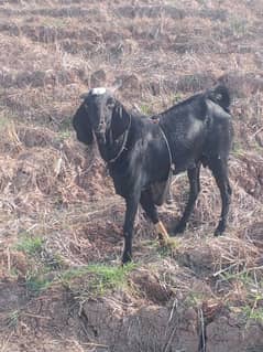 Eid k lye Bakra