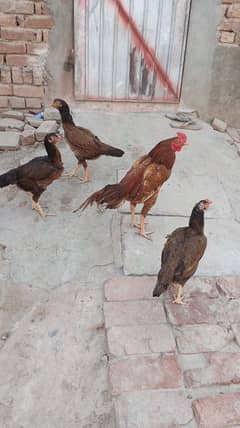 kurak Murgi Murga Available For Sale