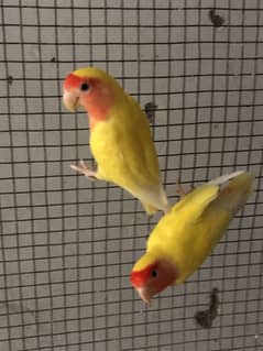 Lovebirds for sale