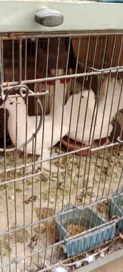White Lakka pair for sale jis bhai ny Lena ho wohj contact kry shukria