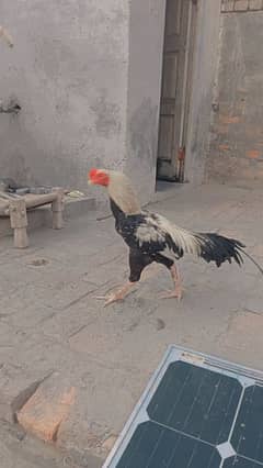 aseel