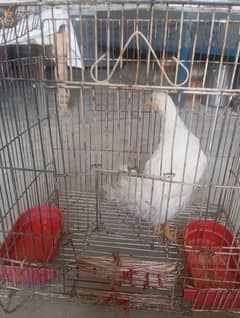healthy hen available