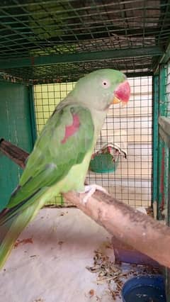 Pahari fertile egg lay female