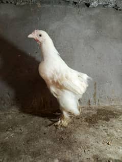 White Frill back heavy 4 , white buff heavy 1 , Aseel 1 , Silkie 8