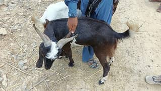 Pair of Goats for qurbani