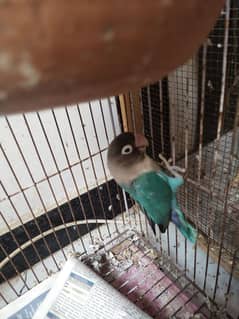 Blue Love bird