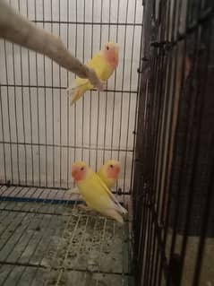 Love birds for sale