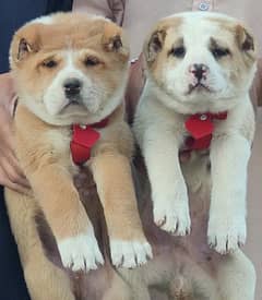 King Alabai Pair | Alabai Puppies | Alabai security Dog For Sale