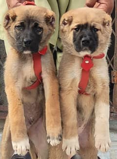 king kurdish kangal puppies / kurdish kangal pair
