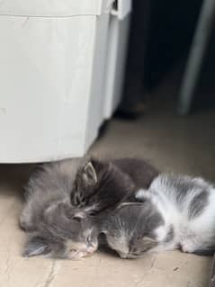 Cute Persian Kittens for sale