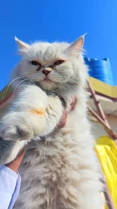 perion cat  for sale