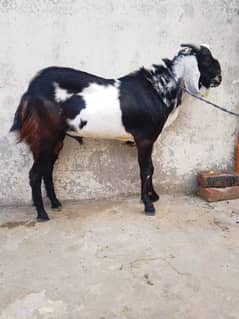 Pharri cross,Khany Wall nachi and Taddi cross goats or available. .
