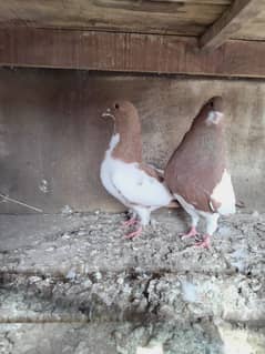 Lal khal ready to bread pair