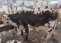 2 dant for sale bachri 380