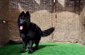 German shepherd black pure original black shepherd male available here