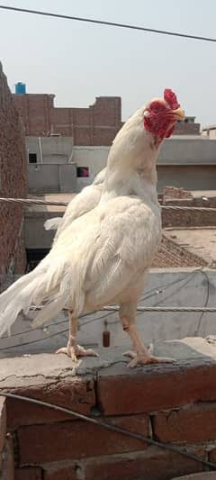 Aseel heera murga very healthy
