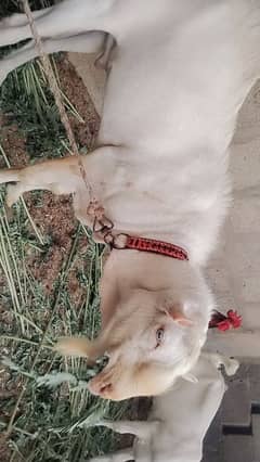 Gulabi teeda top quality white eyes