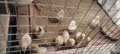 Heera aseel chicks 1 month