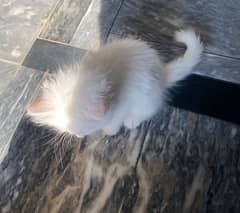 Persian cat male