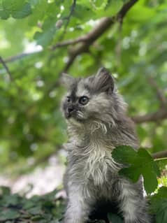 persian cat