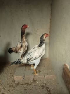aseel shamo+hint 100% warenty k sath egg laying
