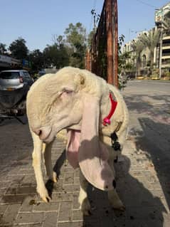 Dumba For Sale