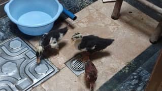 Ducks
