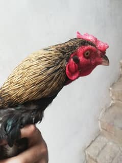 aseel for sale