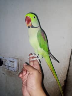 raw male available for sale