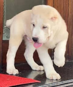 Central Asian Shepherd Pure Alabai male puppy available