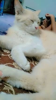 Persian cat
