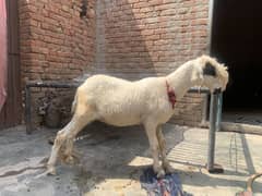 mundri